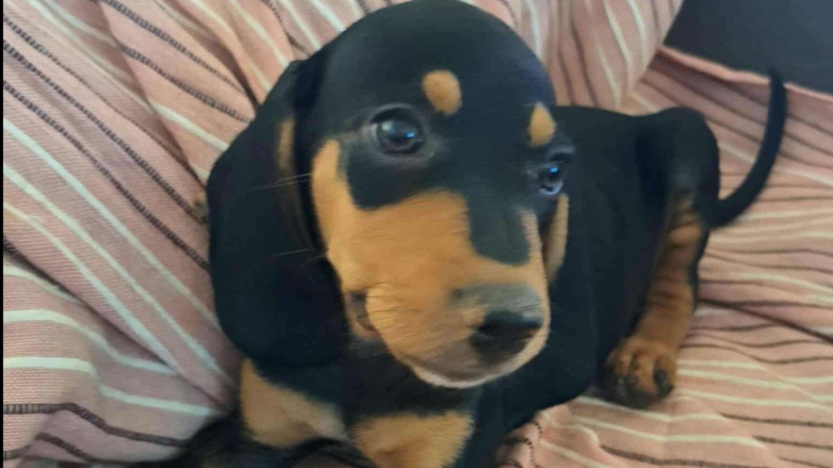 Ziggy