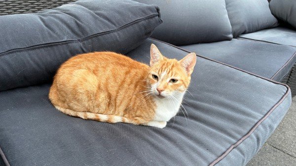 Henk