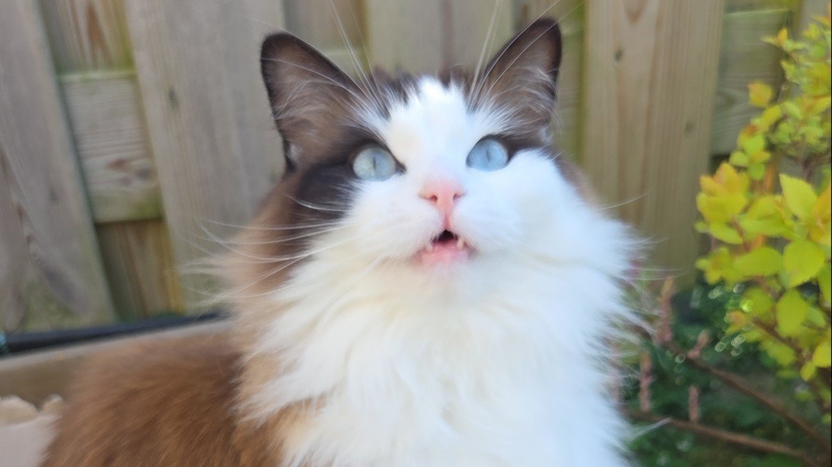 Cleo