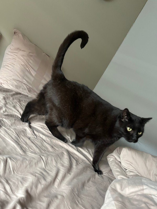 Pablo