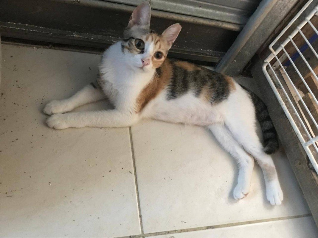 Bijou