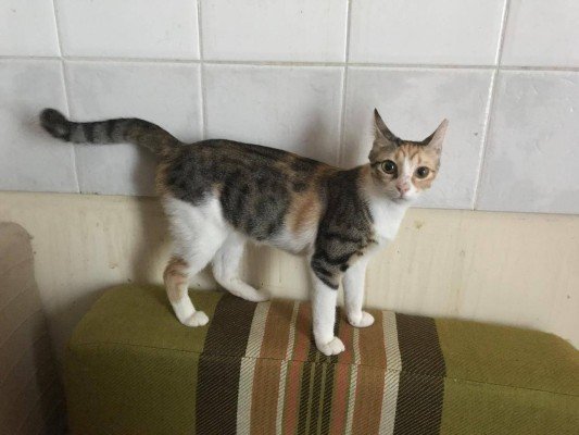 Bijou