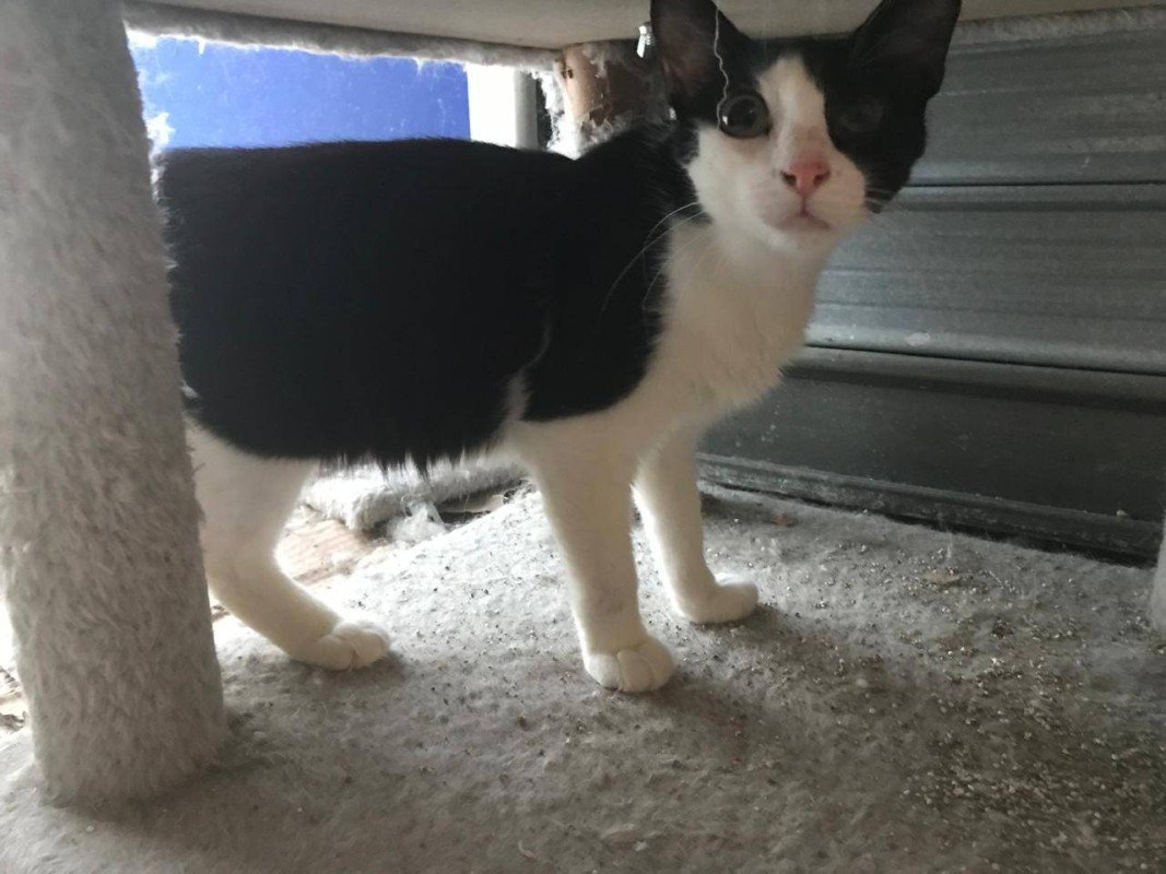 Felix