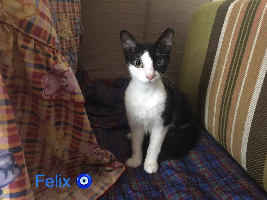 Felix