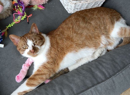 Pompie