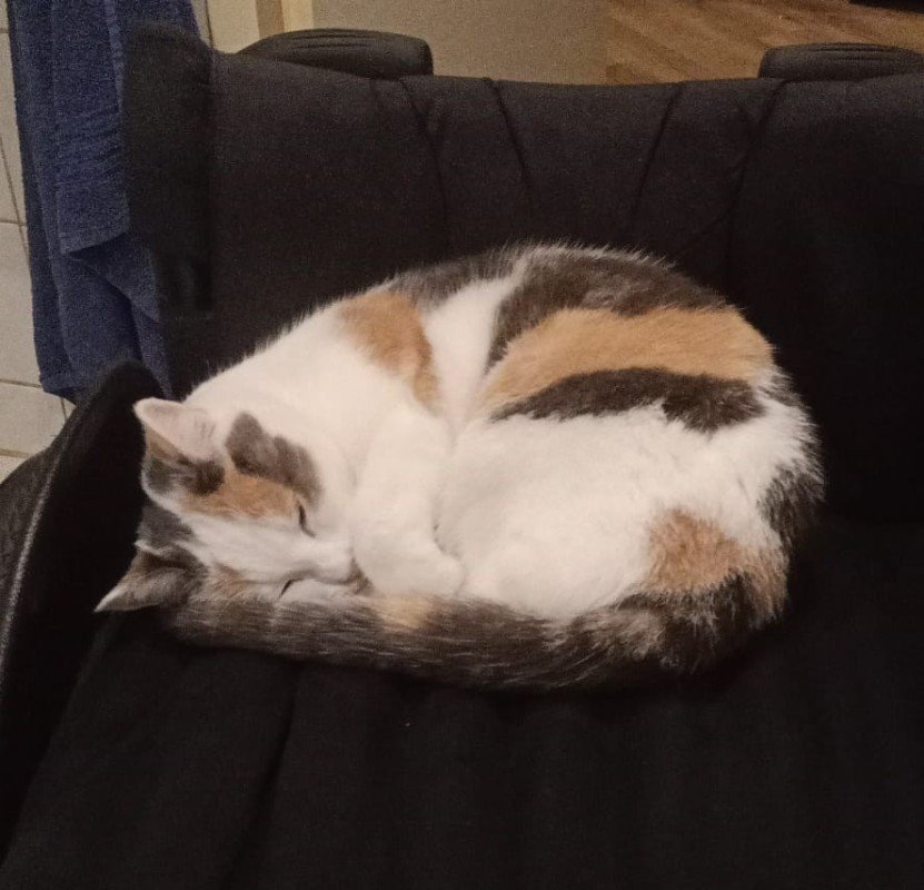 Tebby