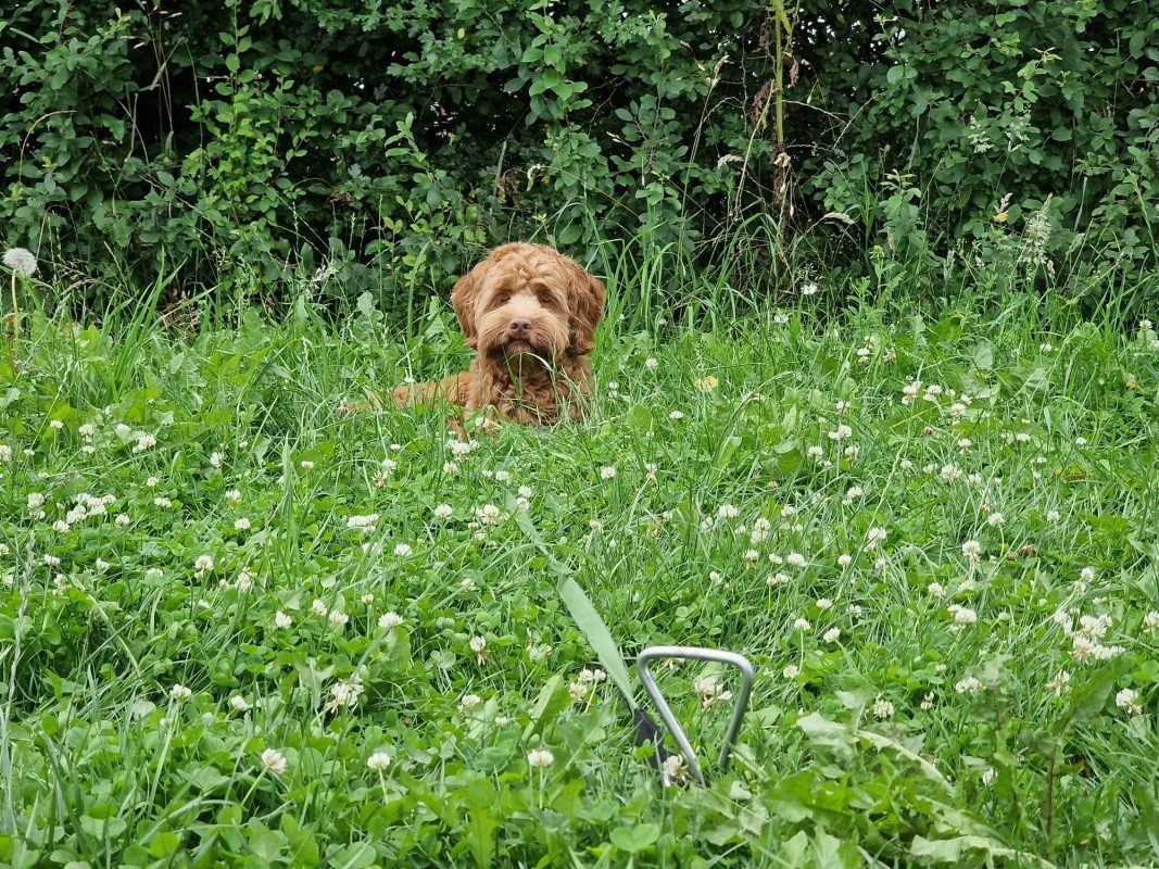 Charlie