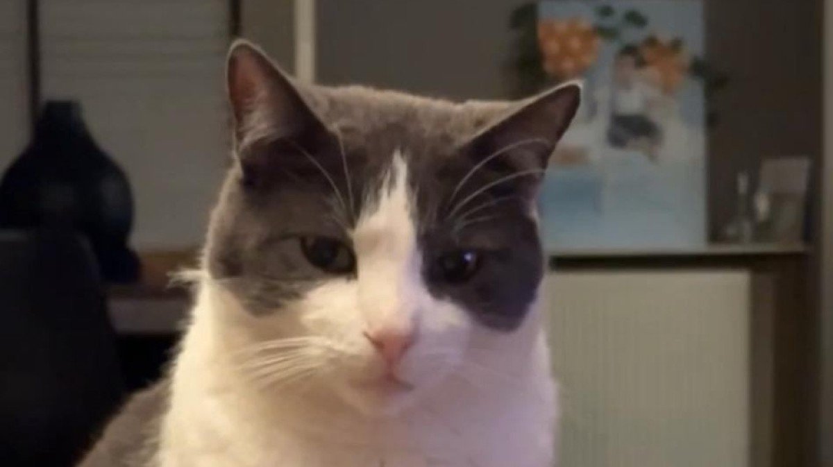 Zaio