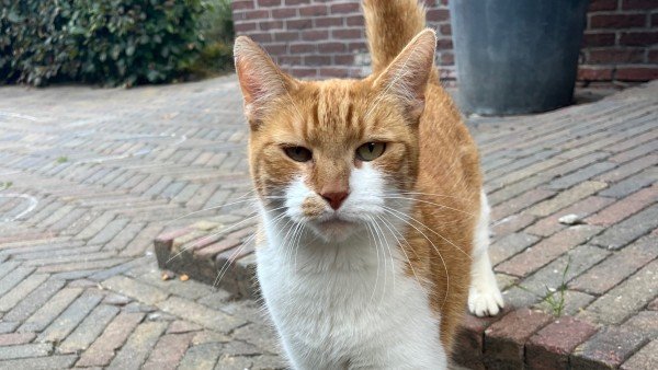 Sammie