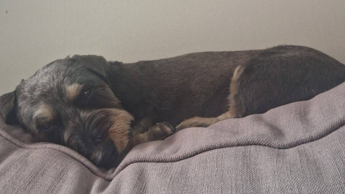 Lola