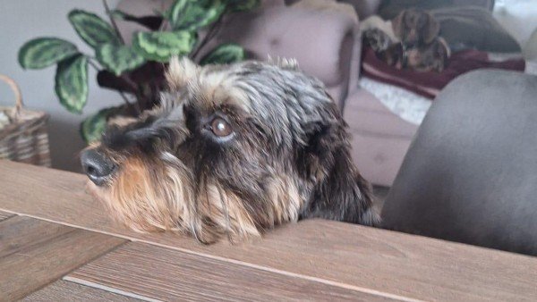 Lola