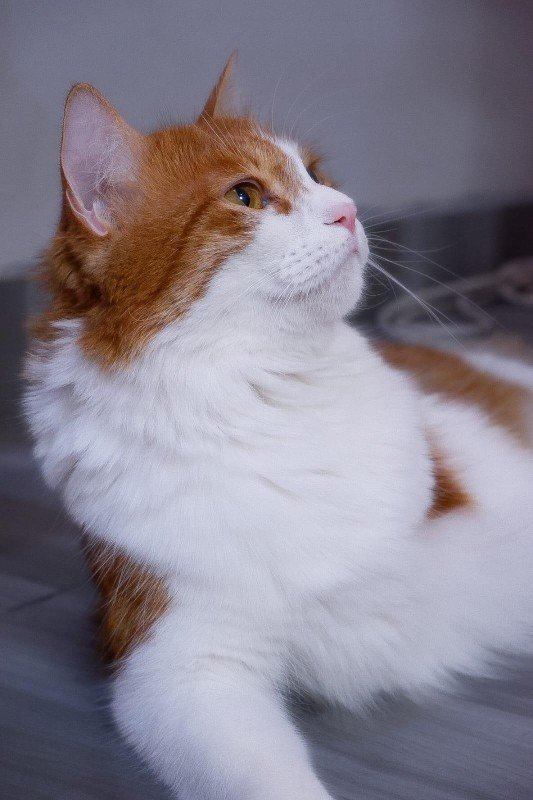 Harvey