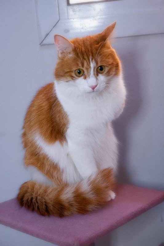 Harvey