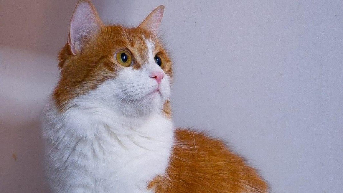 Harvey