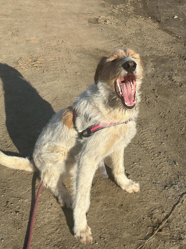 Pepper