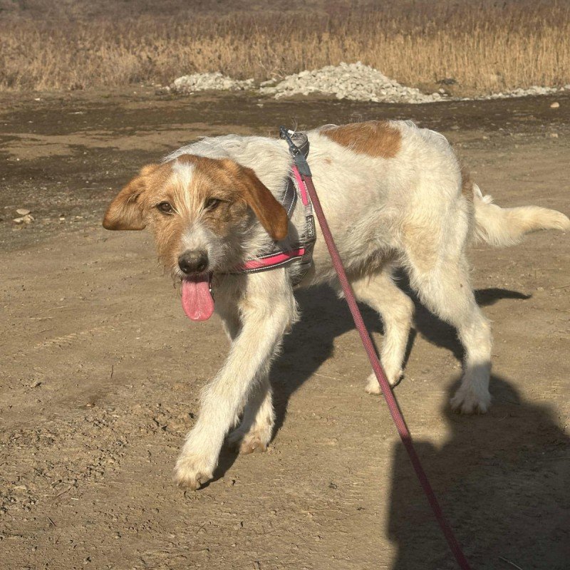 Pepper
