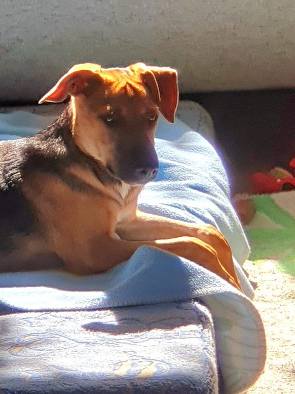 Isabel