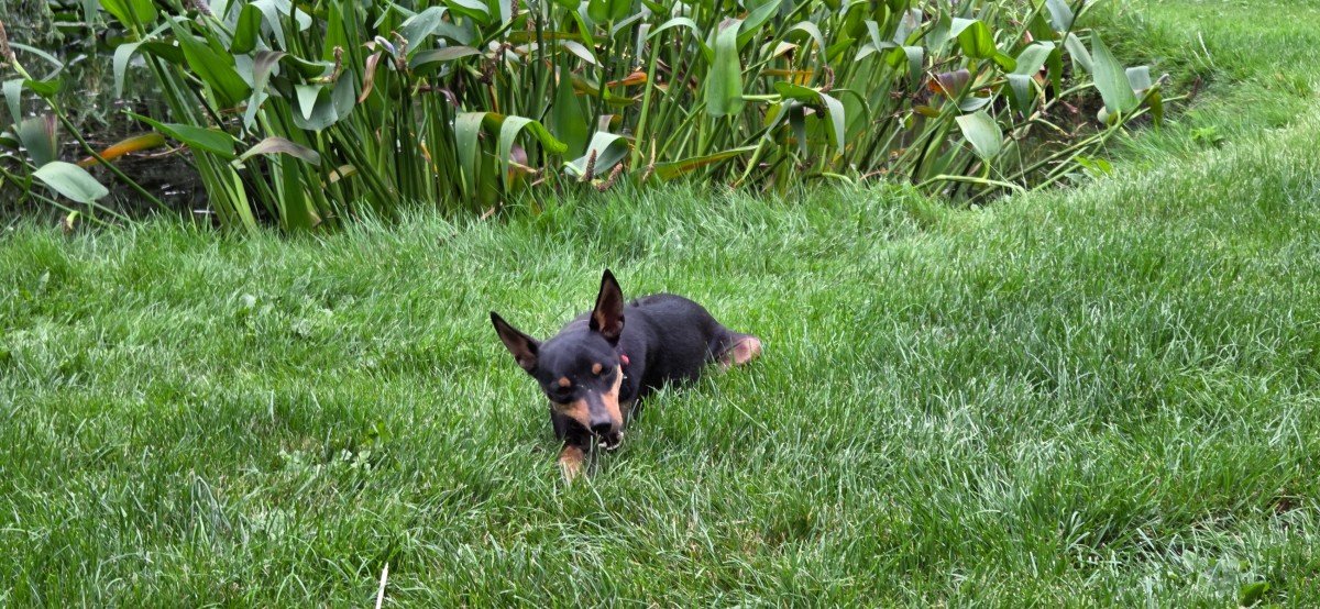Pancho
