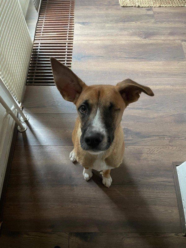 Loki