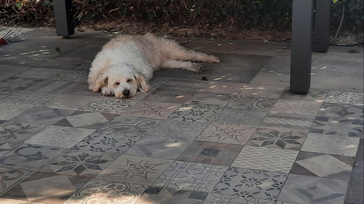 Lola