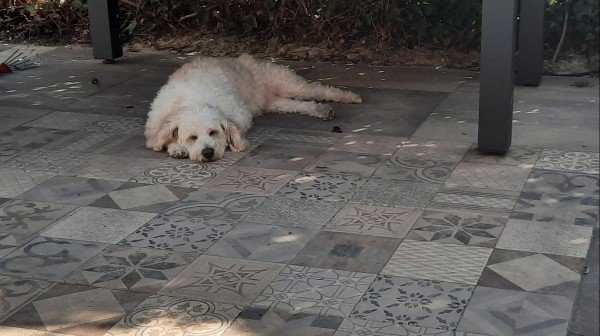 Lola