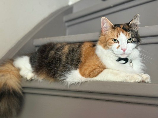 Patches