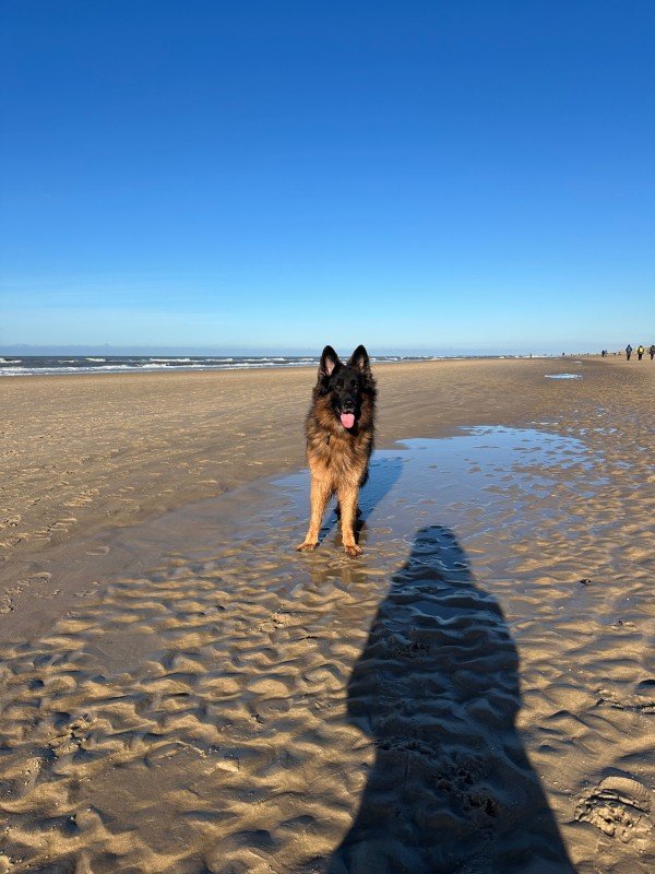 Joep