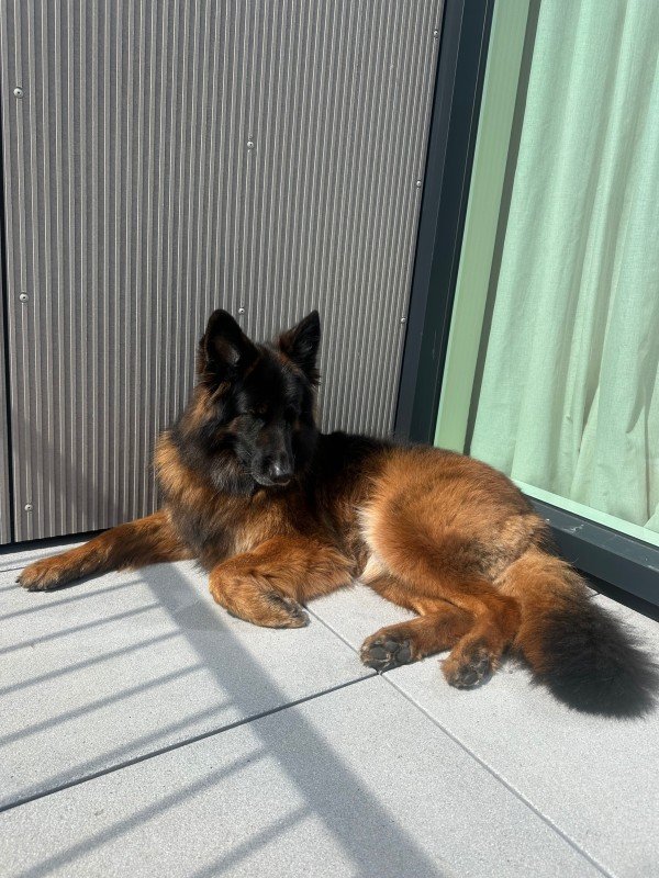 Joep