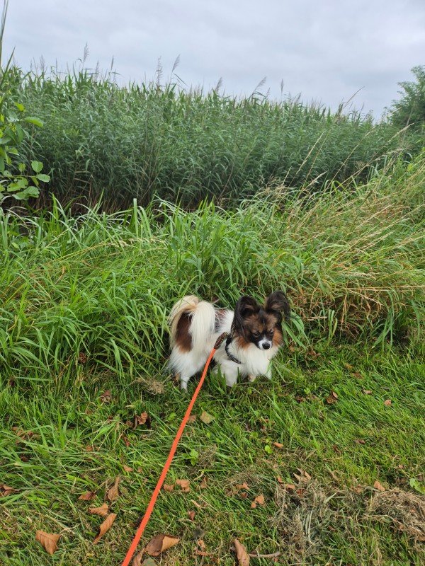 Yuki