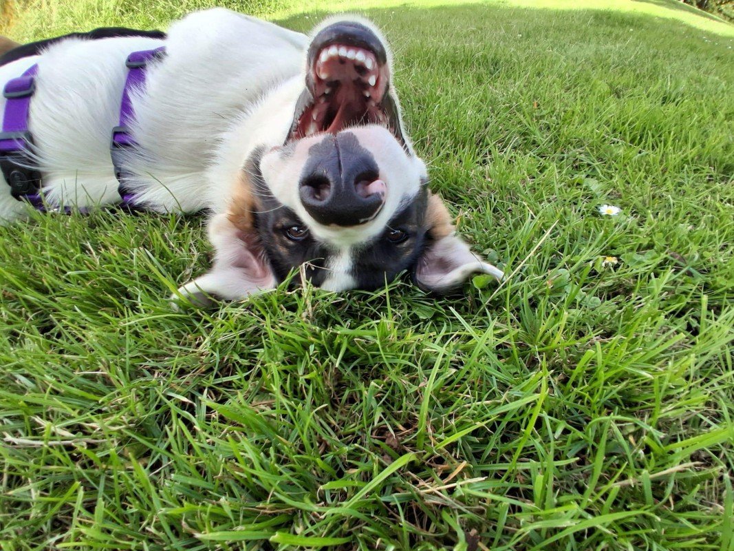 Zorro