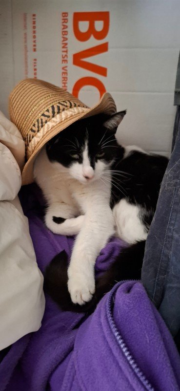 Oreo