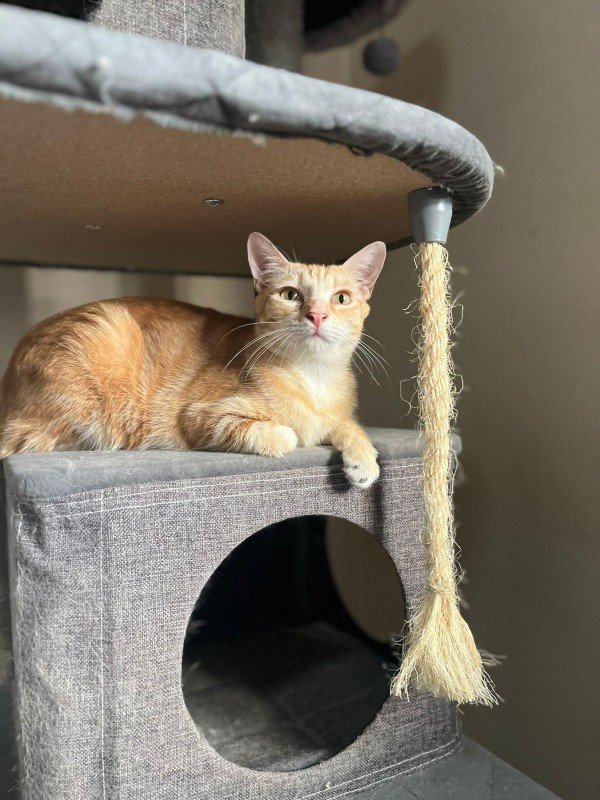 Cheeto