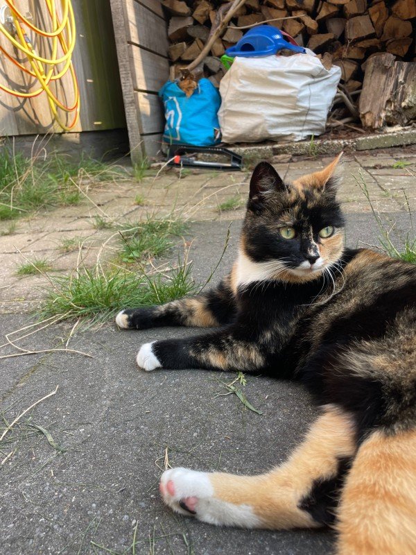 Floppie