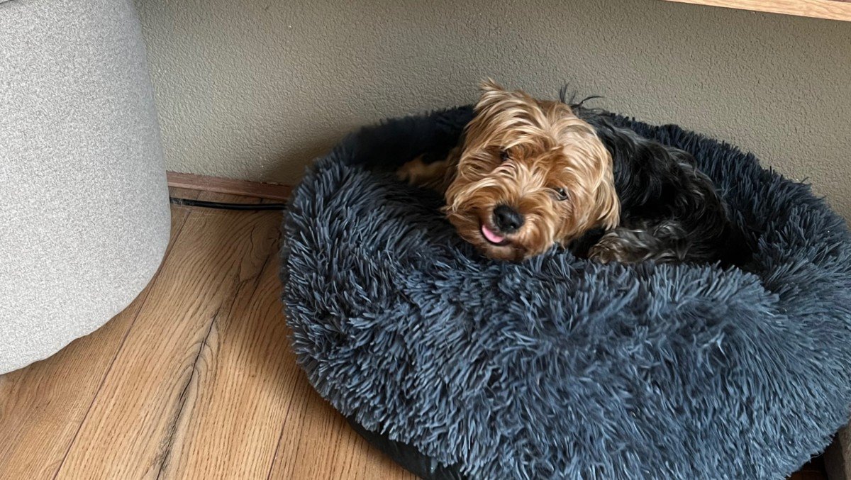Diva