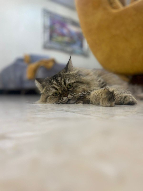 TWINKLE