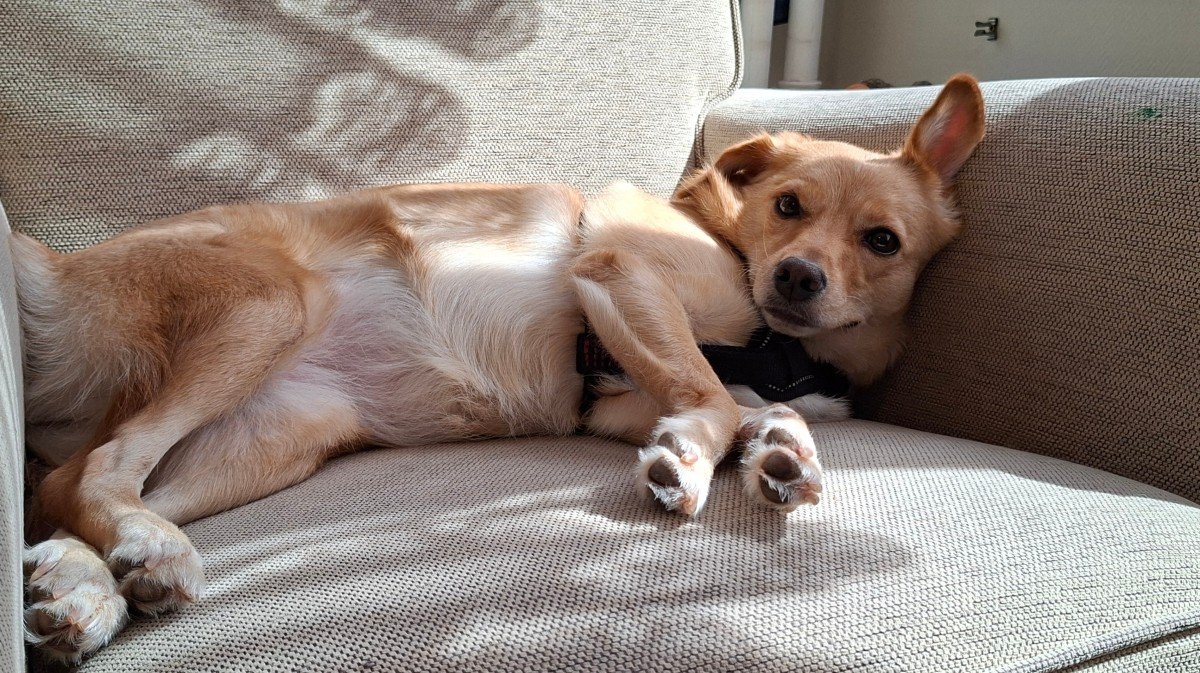 Laika