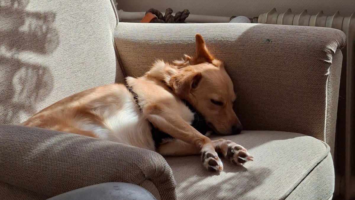 Laika