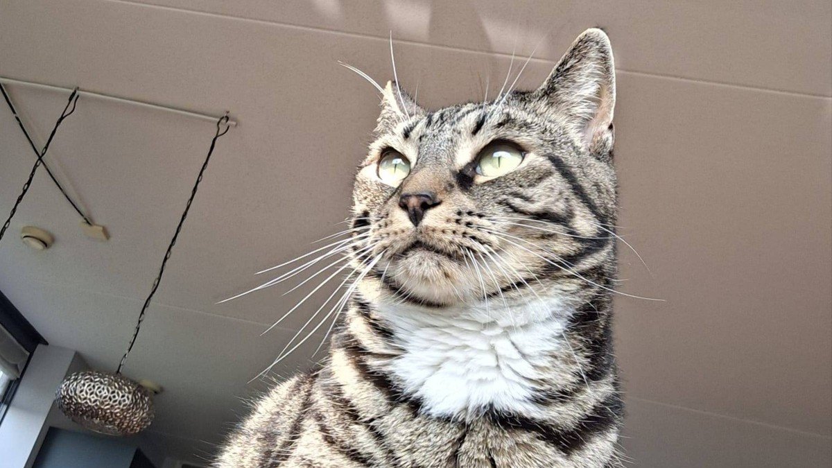 Simba