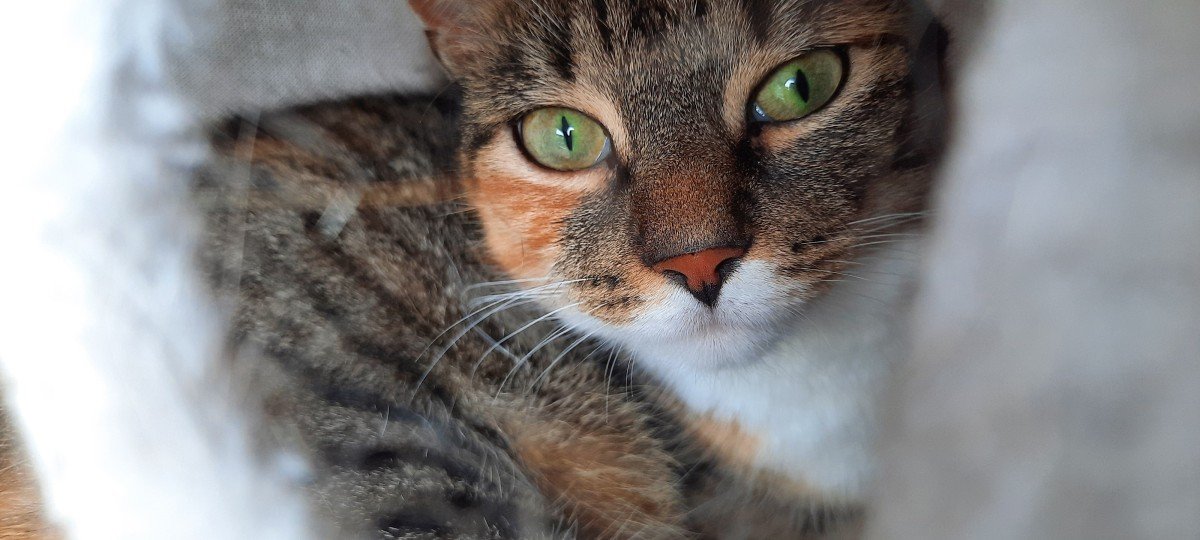 Amber