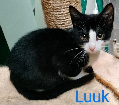 Luuk