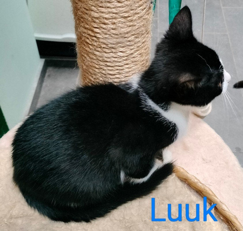 Luuk