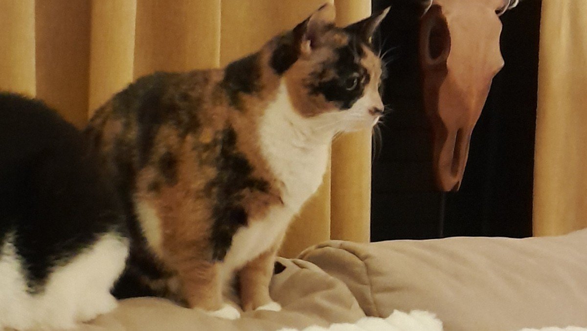 Bella