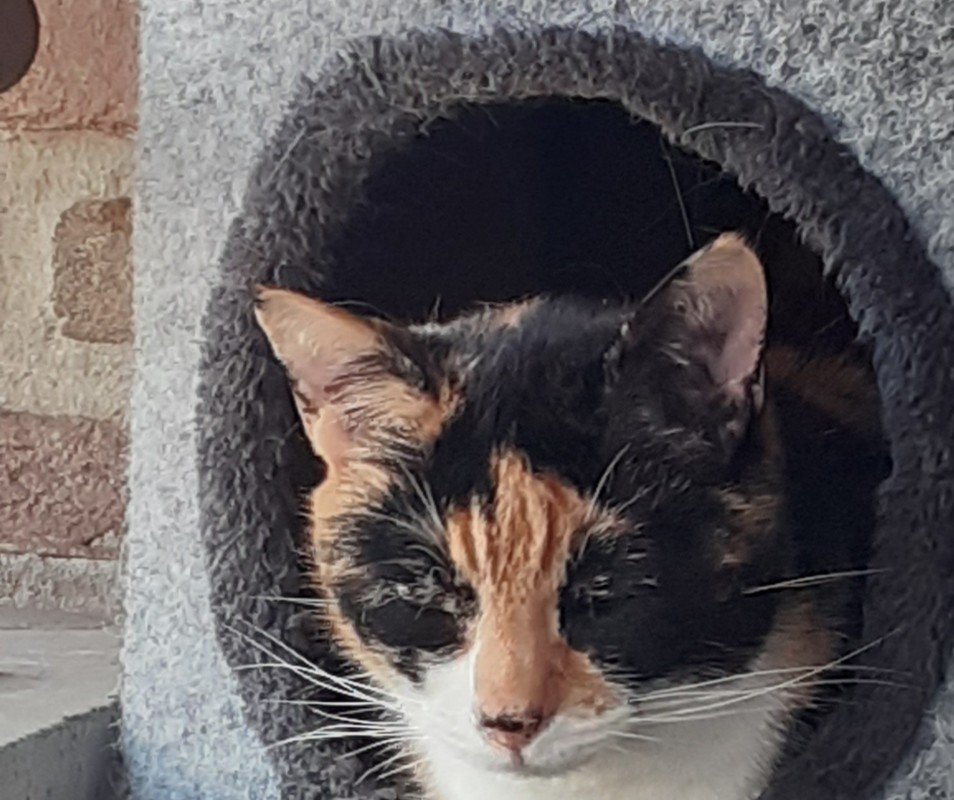 Bella