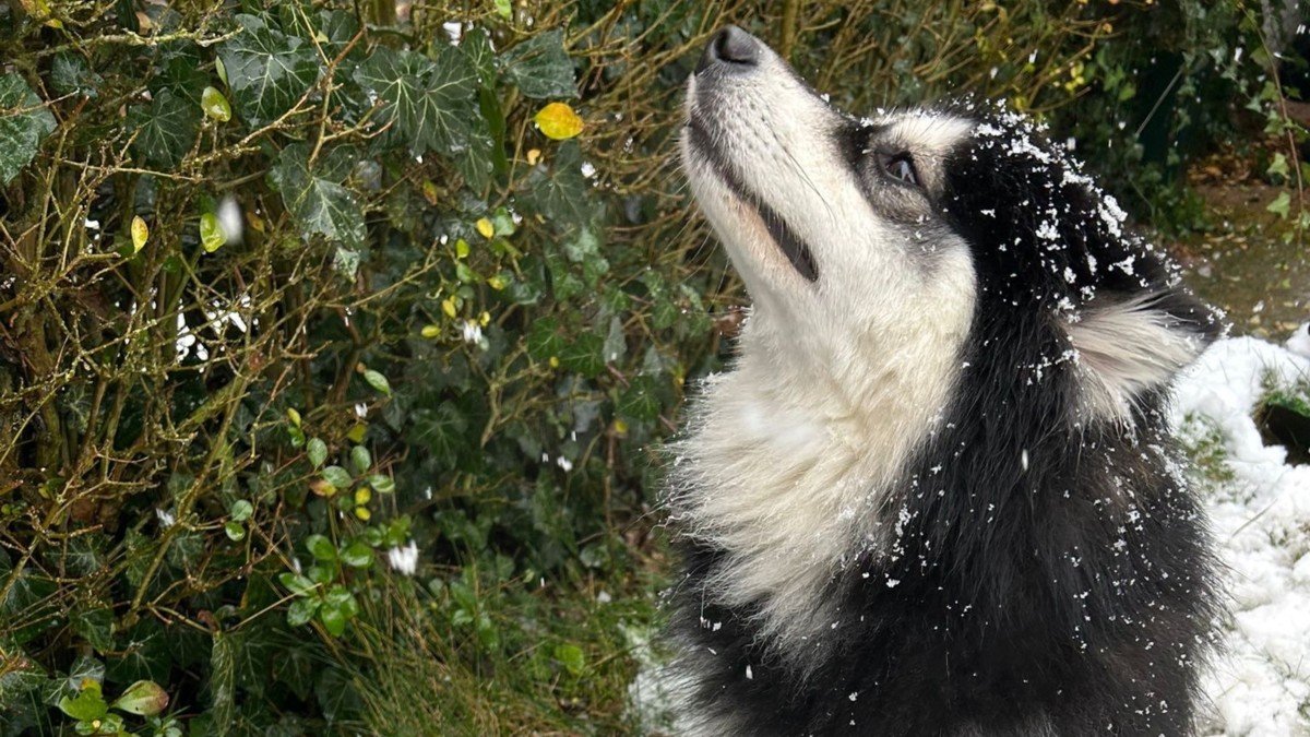 Snowy