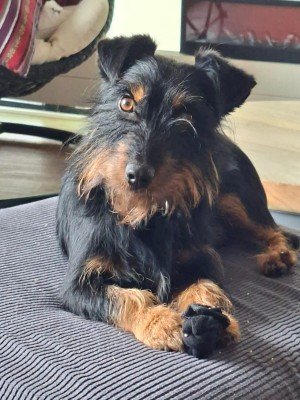 Benji