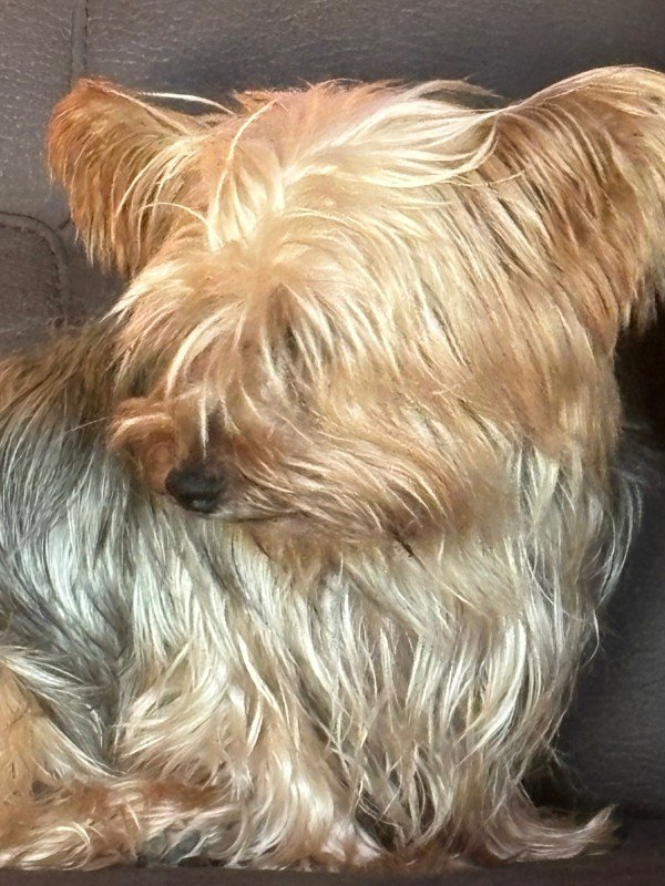 Roxi