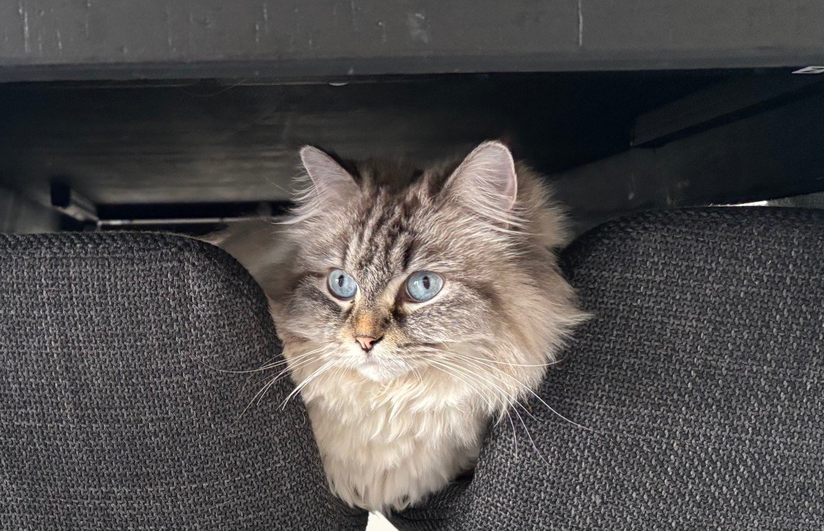 Suki