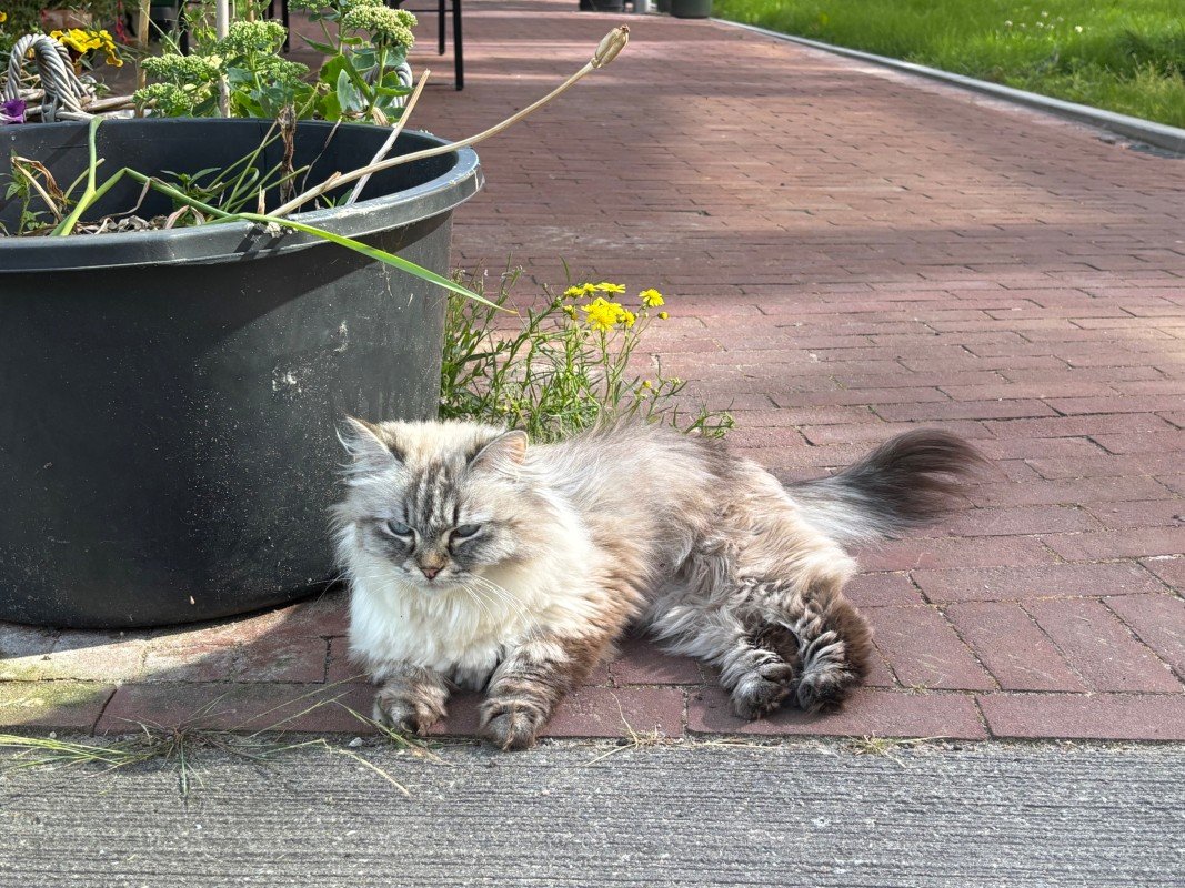 Suki