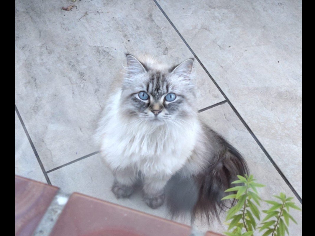 Suki