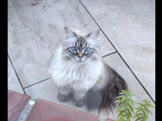 Suki